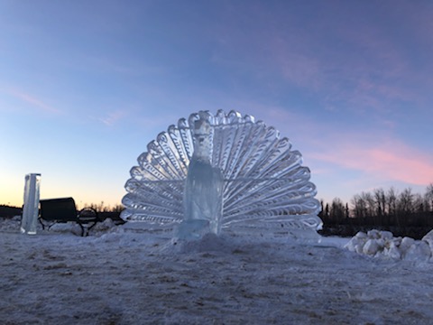 Peacock ice sculpture at sunset